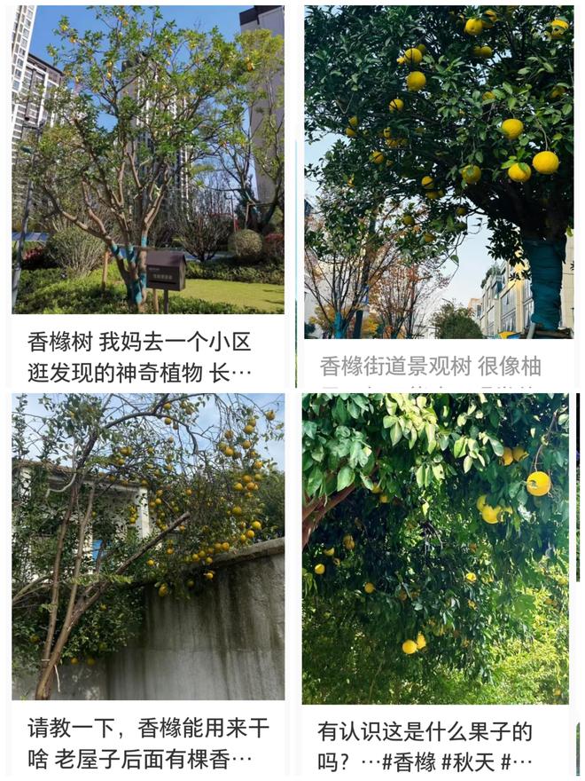 满地 专家提醒：不要捡！吃不得！K8凯发集团香橼挂枝头、白果落(图1)